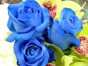 SUNTORY blue rose　(京都)｜「桂花園」　（京都府京都市西京区の花キューピット加盟店 花屋）のブログ