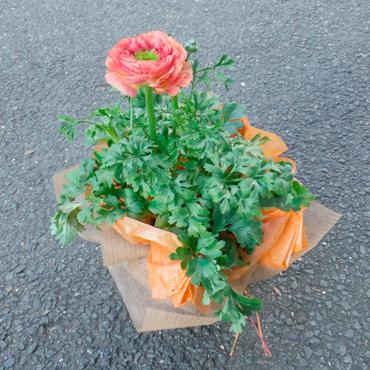 豪華さがウリです　-京都隠れ家的花屋-｜「桂花園」　（京都府京都市西京区の花キューピット加盟店 花屋）のブログ