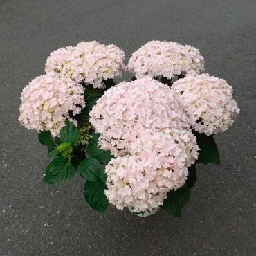 てまり・てまり　-京都隠れ家的花屋-｜「桂花園」　（京都府京都市西京区の花キューピット加盟店 花屋）のブログ