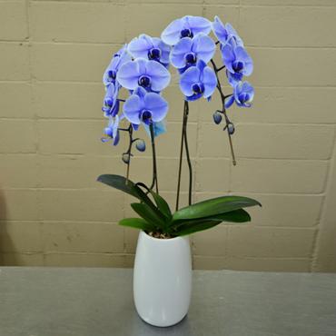 青い胡蝶蘭,京都,花屋,鉢物