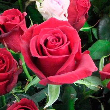 お花で赤といえば　-京都隠れ家的花屋-｜「桂花園」　（京都府京都市西京区の花キューピット加盟店 花屋）のブログ
