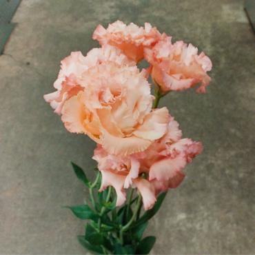 特別なときに　-京都隠れ家的花屋-｜「桂花園」　（京都府京都市西京区の花キューピット加盟店 花屋）のブログ
