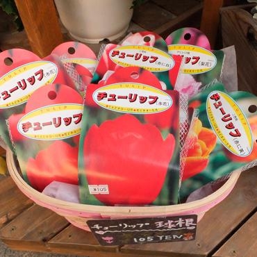 肌寒くなったときに　-京都隠れ家的花屋-｜「桂花園」　（京都府京都市西京区の花キューピット加盟店 花屋）のブログ