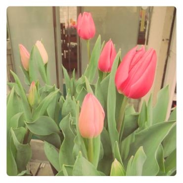 少しはやいですが･･･　-京都隠れ家的花屋-｜「桂花園」　（京都府京都市西京区の花キューピット加盟店 花屋）のブログ